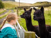 Herding Hill Farm Camping & Glamping Site