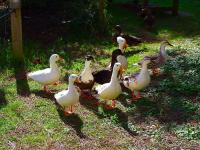 Three Ponds Holiday Park