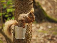 Whitefield Forest Touring Park