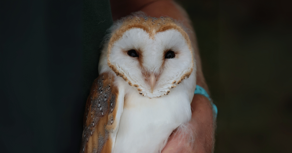 Raylands Park - Owl Rescue
