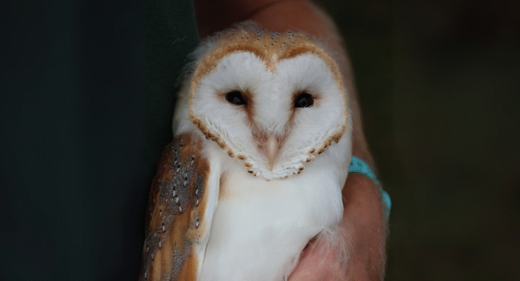 Raylands Park - Owl Rescue
