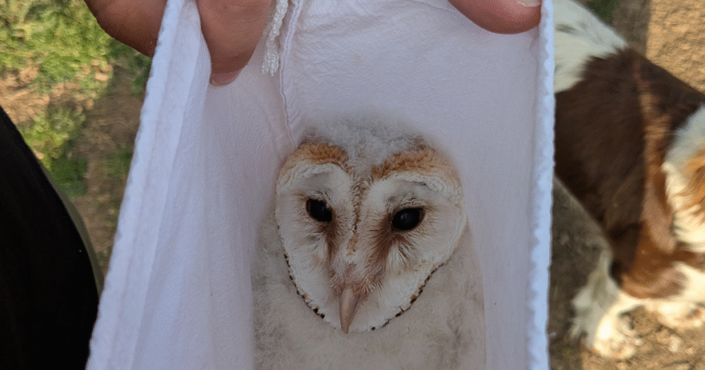 drovers way barn owll