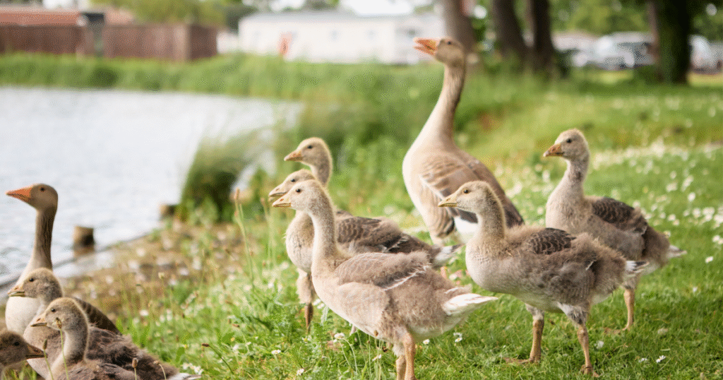wildlife at billing aquadrome