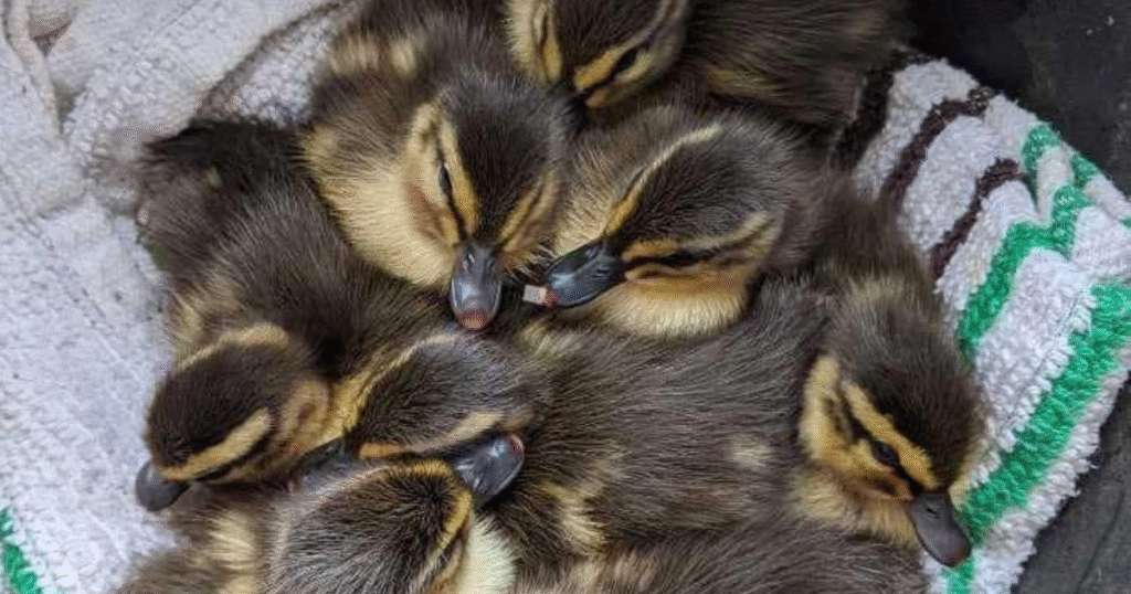 billing aquadrome ducklings