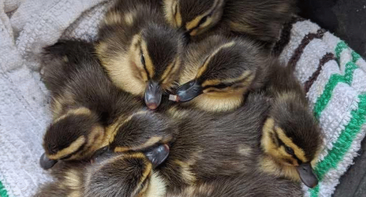 billing aquadrome ducklings