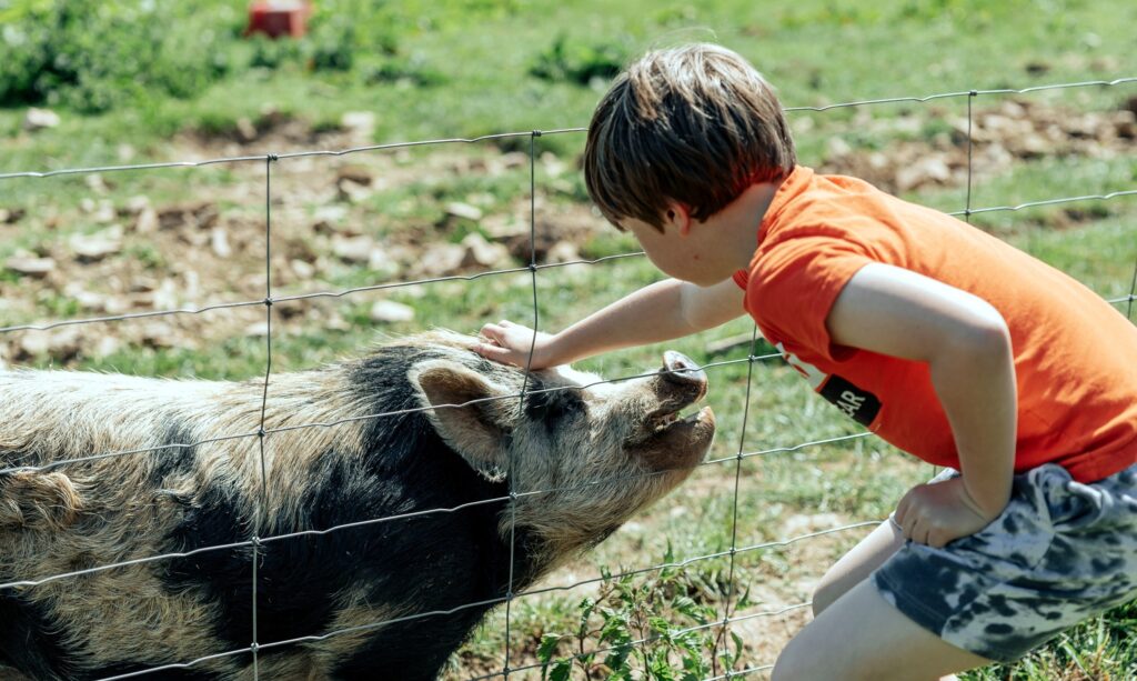 boy petting pig at yeatheridge farm caravan park