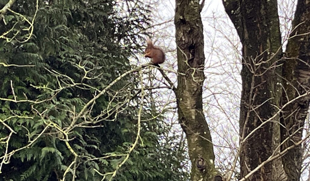 red squirrel at waterfoot park