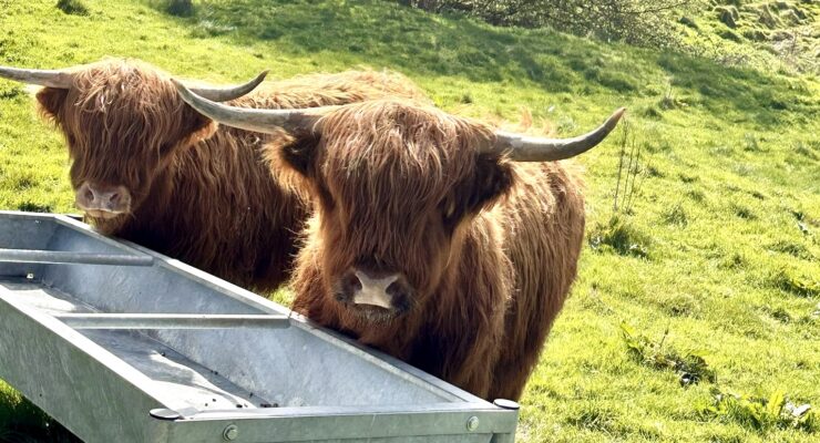 highland cows eddie and dean