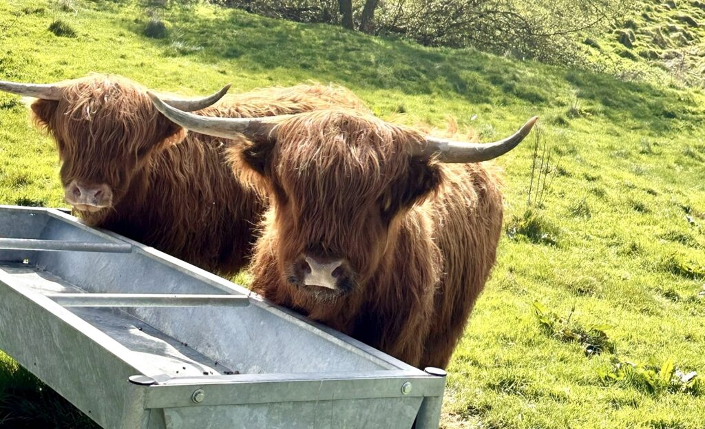 highland cow devon