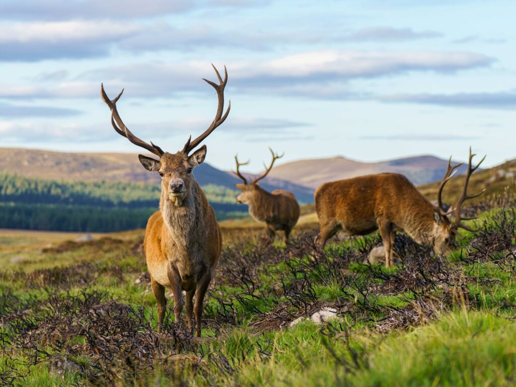 cairngorms national park