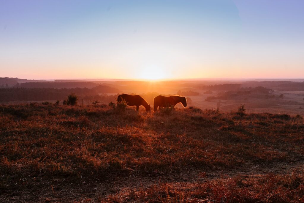 new forest national park